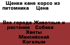 Щенки кане корсо из  питомника! › Цена ­ 65 000 - Все города Животные и растения » Собаки   . Ханты-Мансийский,Когалым г.